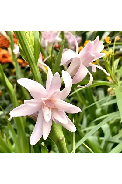 Bloom & Sow Seed بذور التيوبيروز الوردية الفاتحة ذات الزهرة المزدوجة (نوعية ع...