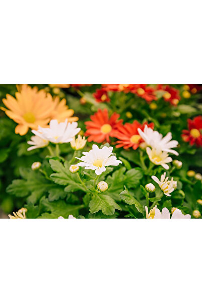 Bloom & Sow Seed بذور أقحوان قزمي مختلطة باللون الأبيض والبرتقالي والأصفر وال...