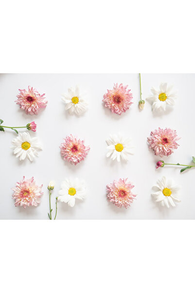 Bloom & Sow Seed بذور مختلطة من الأقحوان الوردي المزدوج والأقحوان الأبيض - أز...