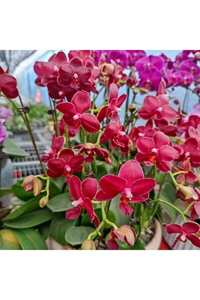 Bloom & Sow Seed Dark Red Phalaenopsis Seeds, Long‑Blooming Ornamental Orchid...