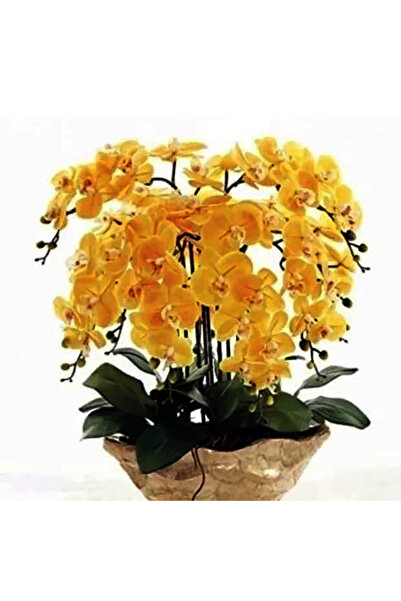 Bloom & Sow Seed Bright Golden Yellow Moth Orchid Seeds, Long‑Blooming Housep...