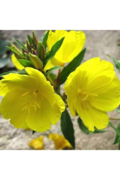 Bloom & Sow Seed Bright Yellow Evening Primrose Seeds, Hardy Perennial Ground...