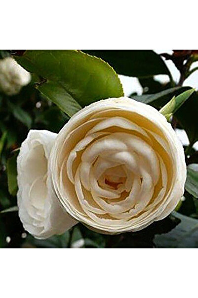 Bloom & Sow Seed بذور الكاميليا البيضاء الحليبية كاملة الحبة، ذات البتلات الم...