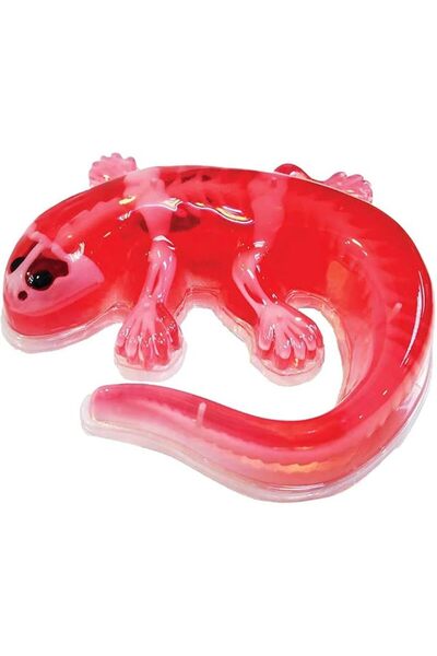 Slimy Dissect-it in giftbox - Salamander