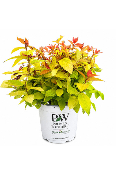 OEM Spiraea japonica 'Tracy' DOUBLE PLAY ®   Explozie de mare putere