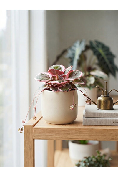 SUKULENTİSTANBUL ⁠Saxifraga Variegata - Alacalı Yapraklı Tül Perçemi - 6'lık ...