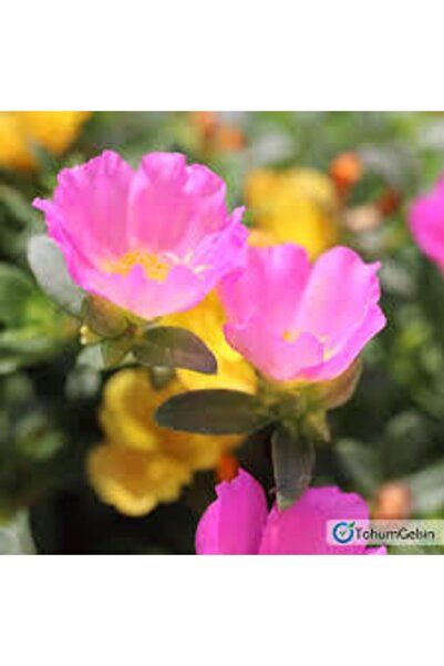 Köy Tohumları 20 Adet Tohum Katmerli Ipek Çiçeği Tohumu Ipek Çiçeği Tohumu To...