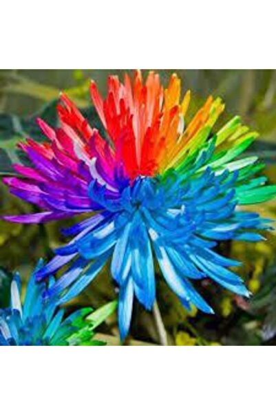 Köy Tohumları 5 Adet Tohum Krizantem Crizantem Çiçeği Gökkuşağı Çiçeği Sürpri...
