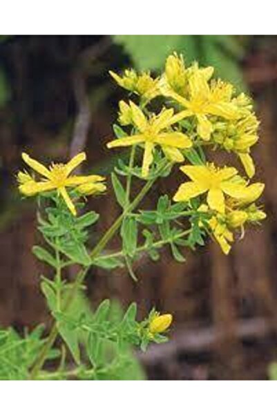 Köy Tohumları 100 Adet Tohum Eko Paket Sarı Kantaron Tohumu Kantaron Tohumu H...