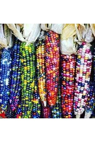 Köy Tohumları 5 Adet Tohum Nadir Renkli Mısır Tohumu Renkli Mısır Hint Mısırı...