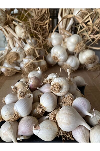 Taşköprü Sarımsağı Tek Diş Taşköprü Sarımsak Pratik Soyumlu Mürdük Turşuluk, Kürlük Ata %100 Yerli Tohum