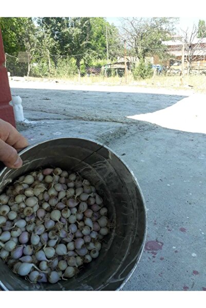 Taşköprü Sarımsağı Tek Diş Taşköprü Sarımsak Pratik Soyumlu Mürdük Turşuluk, Kürlük Ata %100 Yerli Tohum