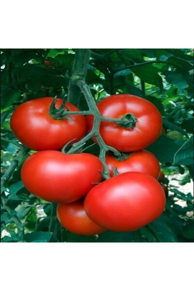 Mutlu Paket Yüksek Verimli Almeida Sırık Domates Fidesi(5 Adet)