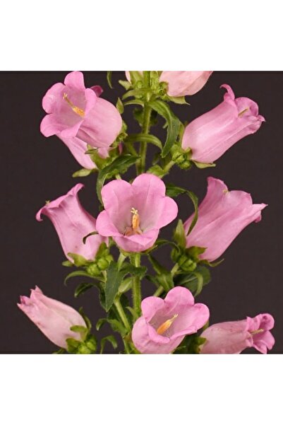 Mutlu Paket Rose Pink Isabella Campanula Çan Çiçeği Tohumu (100 Tohum)