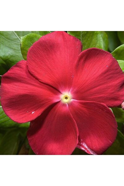 Mutlu Paket Vinca Deep Rose Rozet Çiçeği Tohumu (20 Tohum)