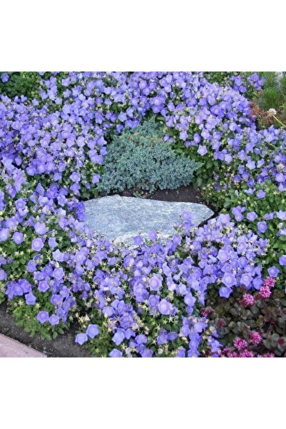 Mutlu Paket Dark Blue Isabella Campanula Çan Çiçeği Tohumu (100 Tohum)