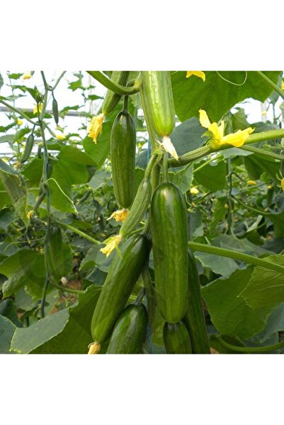 Mutlu Paket Bol Verimli Sırık Badem Salatalık (hıyar) Fidesi (5 Adet)