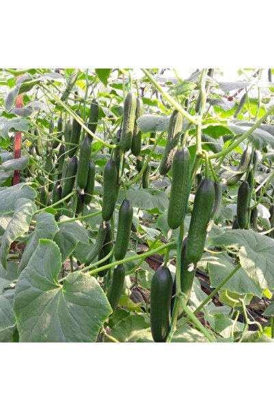 Mutlu Paket Bol Dökümlü Turan Sırık F1 Salatalık (hıyar) Fidesi (5 Adet)