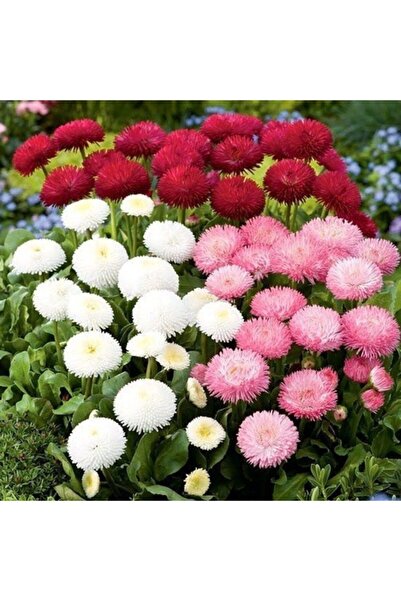 Mutlu Paket Katmerli Bellis Perennis Ponpon Ingiliz Çayır Papatyası Çiçeği To...