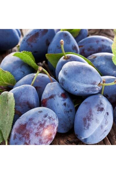 Mutlu Paket Tüplü Aşılı Yarıbodur Aromatik Verimli Mürdüm Eriği Fidanı