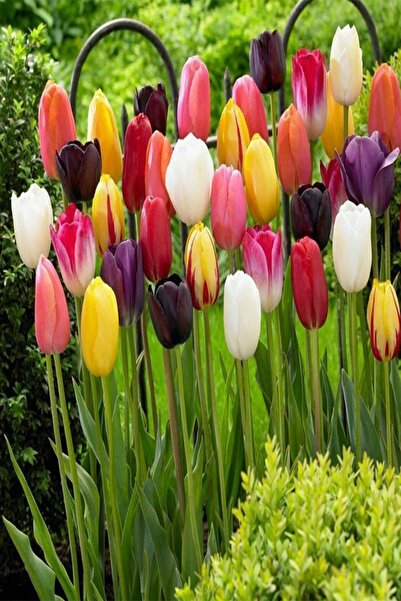 Genel Markalar Karışık Renk Lale Soğanı 10 'lu