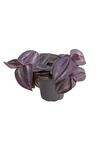 Eufloria Tradescantia zebrina 'Purple Joy' Ø6cm