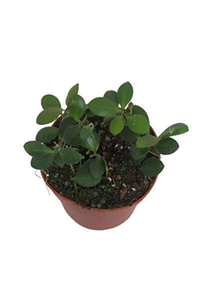 Eufloria Hoya panchoi D12