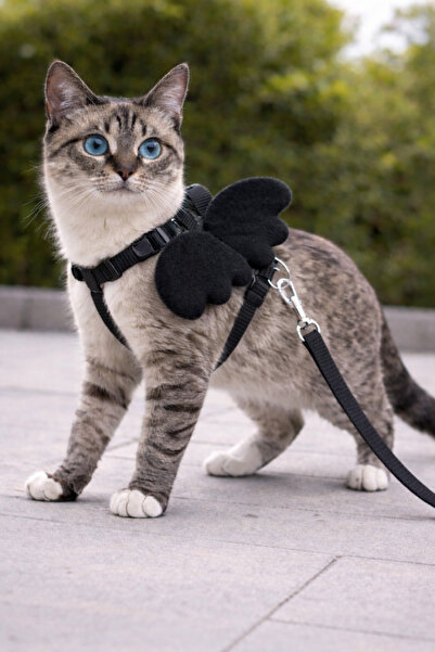 Yıldızhane Melek Kanatlı Kedi Göğüs Tasması Gezdirme İpi Ayarlanabilir
