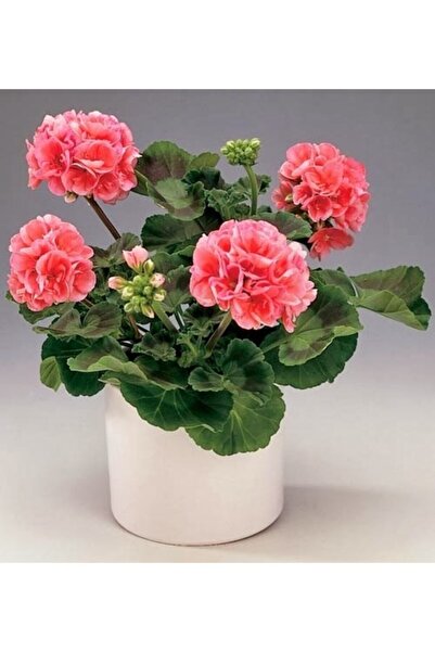 YAĞMUR BOTANİK Sardunya 10cm Saksılı