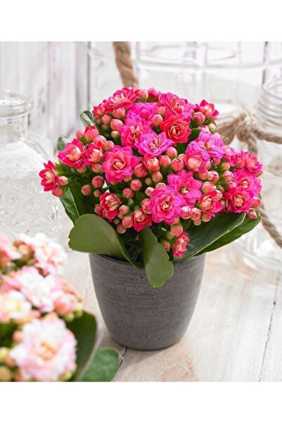 GARDENYA TOHUMCULUK Açık Pembe Canlı Kalanchoe Çiçeği Fidanı 10-20 cm