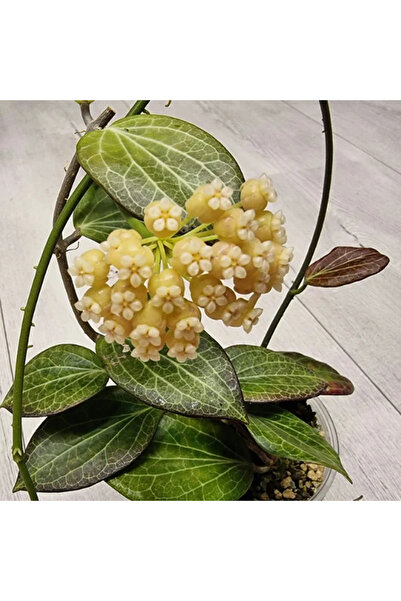 Eufloria Hoya hellwigiana Ø7cm