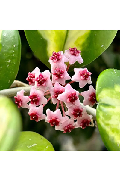 Eufloria Hoya obovata Variegata Ø7cm