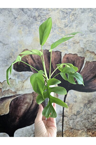 PLANT Monstera Minima Deve Tabanı