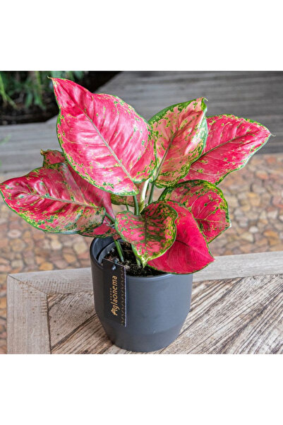 Eufloria Aglaonema 'Red Joy' D12