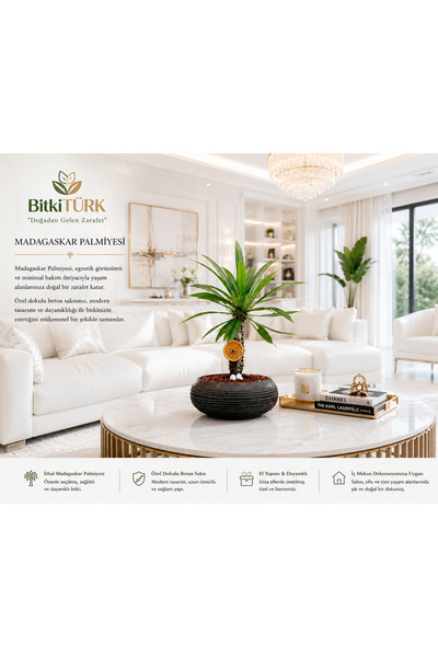 BitkiTÜRK 🌿 Dokulu Özel Beton Saksıda İthal Madagaskar Palmiyesi 🌿 ✨ Modern...