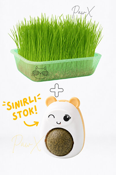 PAPYONPETSHOP Doğal Fileli Kedi Çimi Seti ve Avokado Catnip Kedi Nanesi Oyunc...