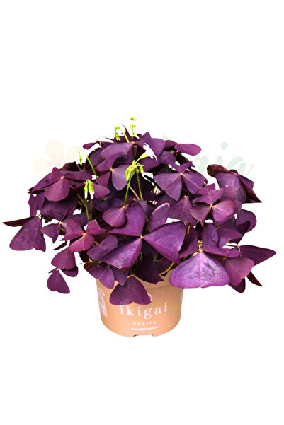 Eufloria Oxalis triangularis 'Mijke' Ø12cm