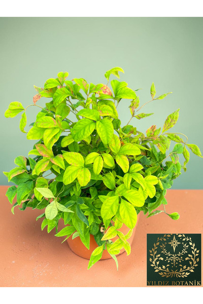 YILDIZ BOTANİK Bodur Renk Değiştiren Cennet Bambusu Çiçeği Nandina Fire Power 30-40 CM