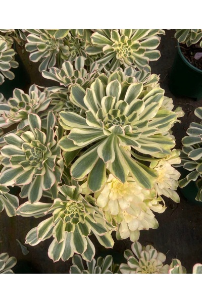 SukuLand Aeonium Brandy Kore ithal özel tür sukulent 5,5cm saksıda