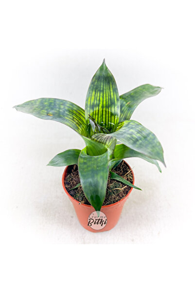 Gurme Bitki Vriesea "Nova" Gigantea Seideliana (5.5 cm Saksıda) Özel Nadir Tü...