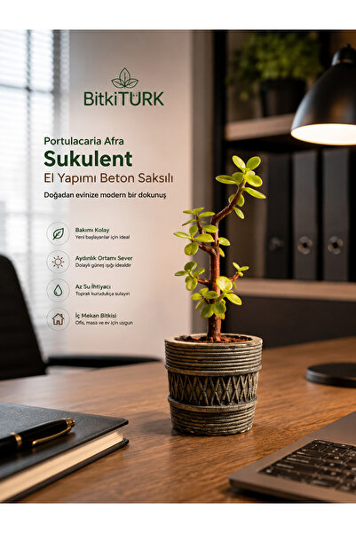 BitkiTÜRK Para Portulacaria Afra Sukulent El Yapımı Beton Saksılı Dekoratif M...