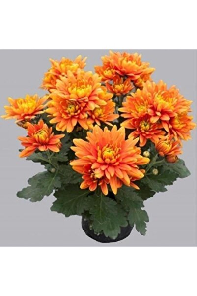 Mimoza Turuncu Kasımpatı Krizantem Hüzün Çiçeği 10-20 Cm Chrysanthemum