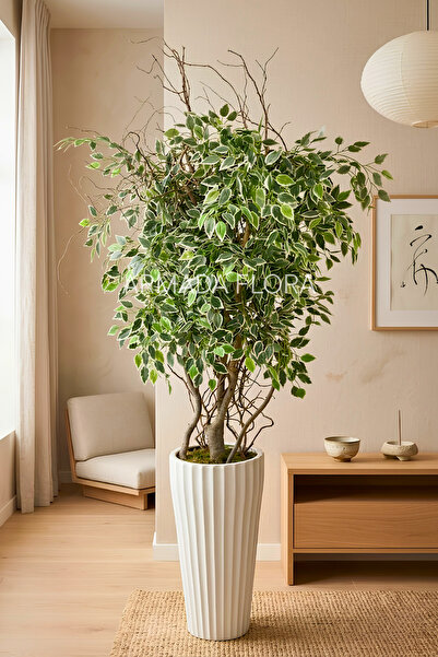 Armada Flora 200-210 cm Yapay Alacalı Benjamin Ağacı Uzun Beyaz Saksıda