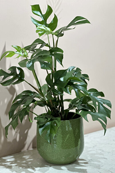 OEM Monstera Minima, planta naturala
