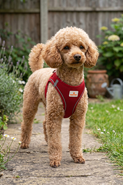 GOBYPET Kediler Ve Köpekler İçin Rahat, Dayanıklı Göğüs Tasması L