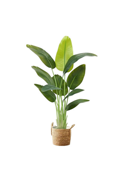 OEMS Banana Tree