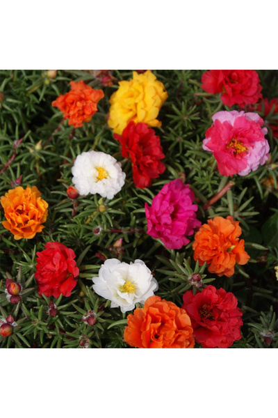 123 100 Pieces of Moss Rose Seeds Portulaca Rose Seeds Mix for Outdoor Planti...