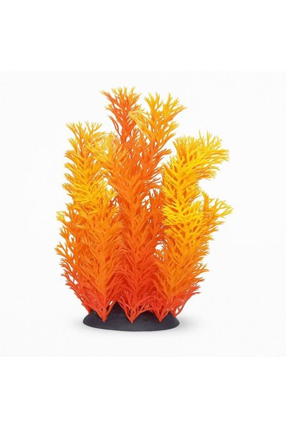 Ocean Free Plante acvariu de vanzare 18 cm Ceratophyllum portocaliu