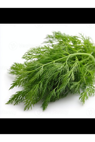 NO BRAND Dill Seeds for Planting – Premium Herb Seeds for Home Garden, Kitchen Garden, Pots & Containers