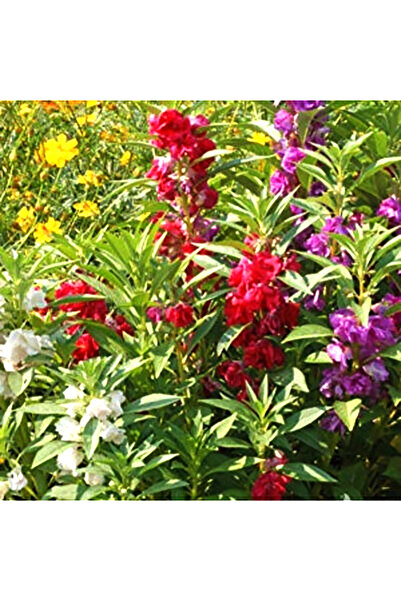 Bloom & Sow Seed بذور البلسم متعددة الألوان (Garden Balsam Touch-Me-Not) - زه...